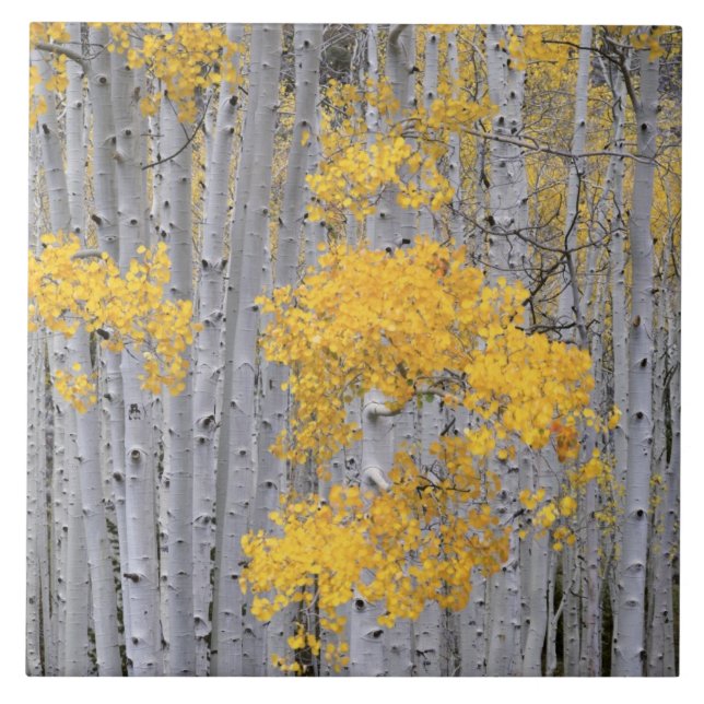 Carreau UTAH. ÉTATS-UNIS. Tremblaie (Populus tremuloides)  (Devant)