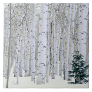Carreau UTAH. ÉTATS-UNIS. Tremble (Populus tremuloides) & 