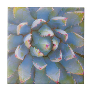 Carreau Utah, Forêt nationale de Dixie. Gros plan du yucc