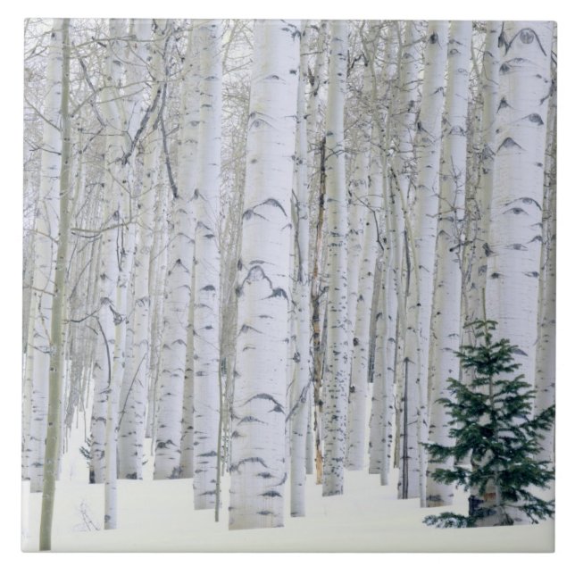 Carreau UTAH. USA. Aspen (Populus tremuloides) et Douglas (Devant)