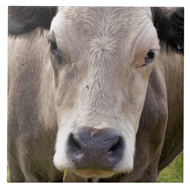 CARREAU VACHE (Devant)