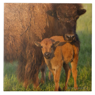 Carreau Vache à bison américain et veau, le Dakota du No