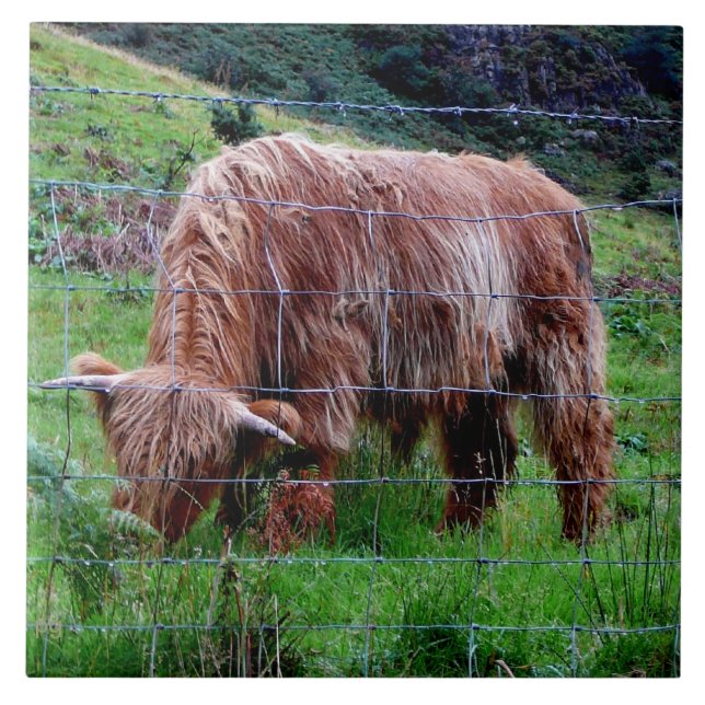 Carreau "Vache aux cheveux longs des montagnes écossaise " (Devant)