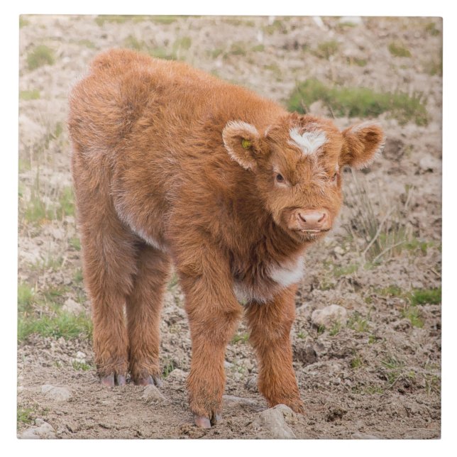 Carreau Vache écossaise à montagne de bébé (Devant)