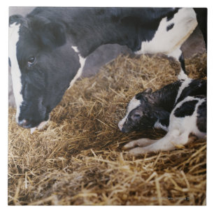 Carreau Vache et veau en foin