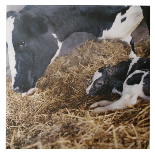 Carreau Vache et veau en foin (Devant)