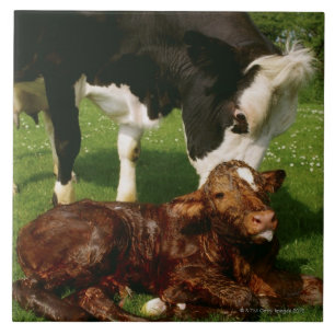 Carreau Vache et veau nouveau-né