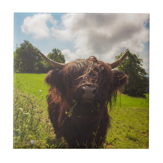 Carreau Vache noire pâturage vert champ soleil (Devant)