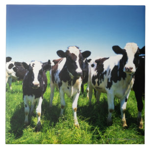 Carreau Vaches dans le domaine, ville de Betsukai,