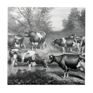 Carreau Vaches libres Holstein vaches frey