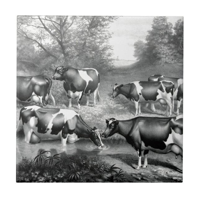 Carreau Vaches libres Holstein vaches frey (Devant)