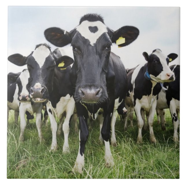 Carreau Vaches se tenant dans une rangée regardant (Devant)