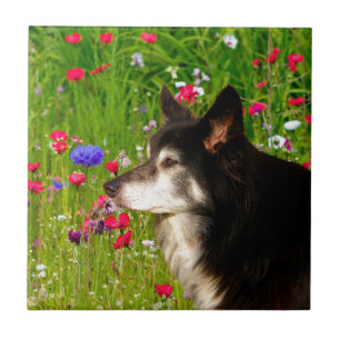 Carreau Valentine Frontière Collie avec de belles fleurs