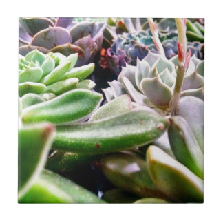 Carreau Variété Cactus