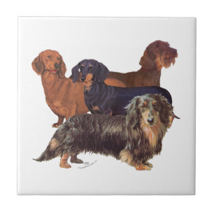 Carreau Variétés de Dachshund