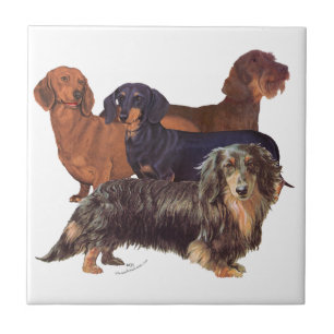 Carreau Variétés de Dachshund