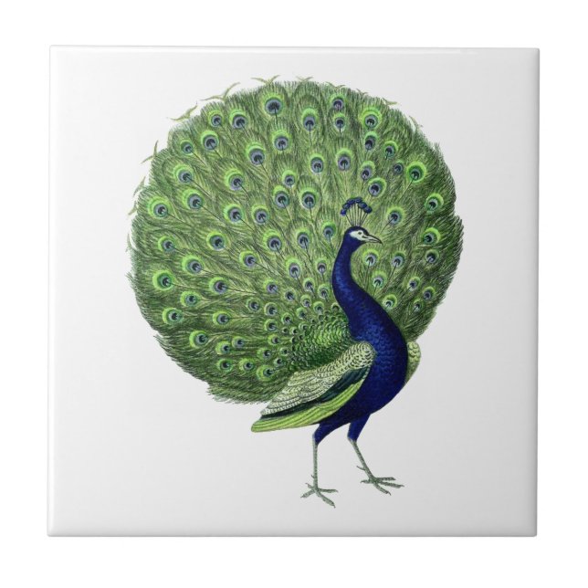 Carreau Ventilateur ouvert Peacock vintage (Devant)