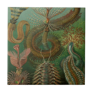 Carreau Vers Annélides Chaetopoda vintage par Ernst Haecke