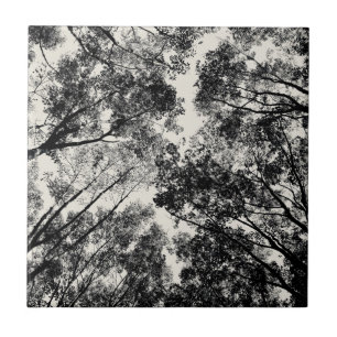 Carreau Vers le haut de par les arbres, images de SVP de