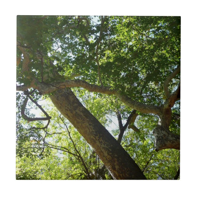 Carreau Vert de la nature de l'érable sycomore (Devant)