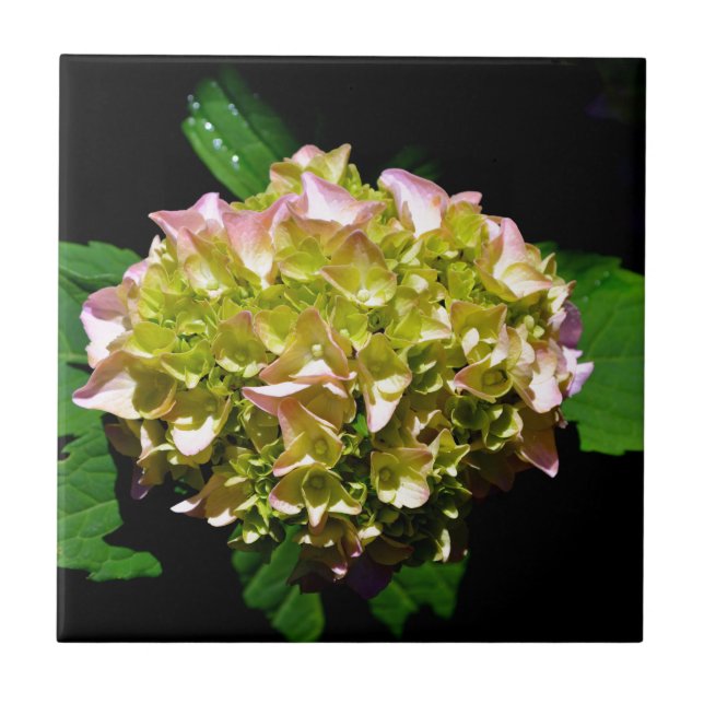 Carreau Vert jaune rose Hydrangea rose fleur jaune rose (Devant)