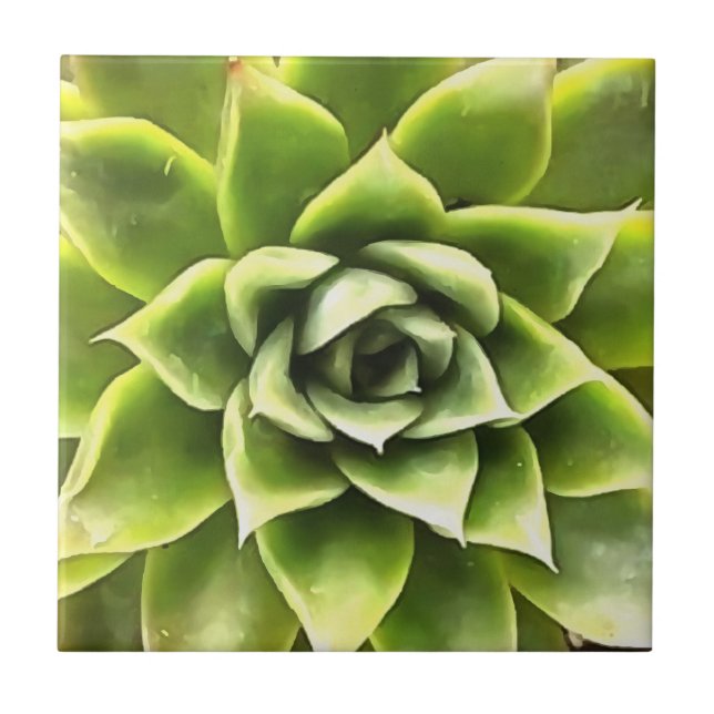 Carreau Vert Succulent Gros Plan Cactus (Devant)