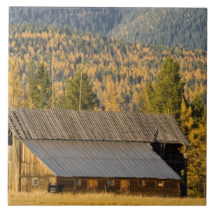 Carreau Vieille grange en bois avec des tamaracks d'automn