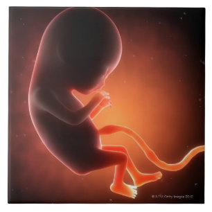 Carreau Vieux foetus de deux mois