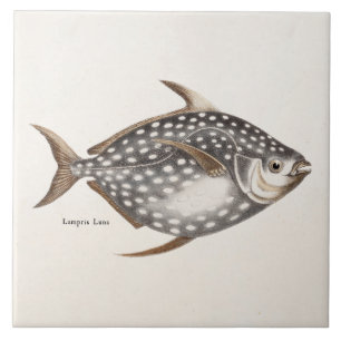 Carreau Vieux Lampris Luna de 1800s d'Opah de poissons