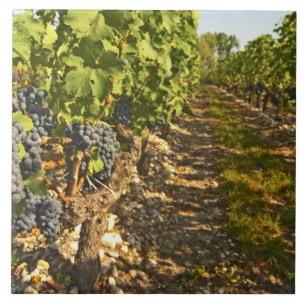 Carreau vignes de Cabernet Sauvignon alignées dans le