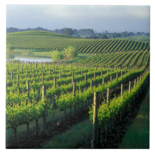 Carreau Vignes en rangées nettes dans le Napa en Californi