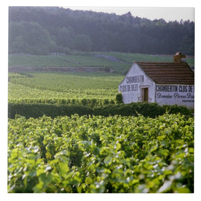 Carreau vignoble Chambertin Clos de Beze Grand Cru avec (Devant)