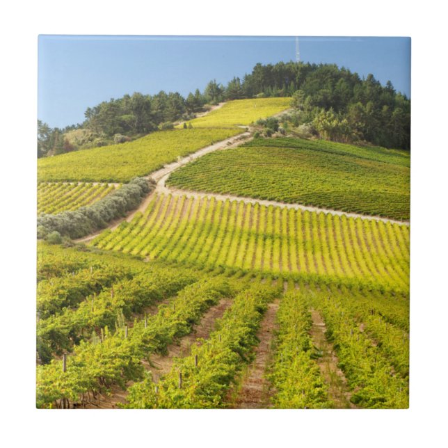 Carreau Vignoble, Stellenbosch, Cap-Occidental (Devant)