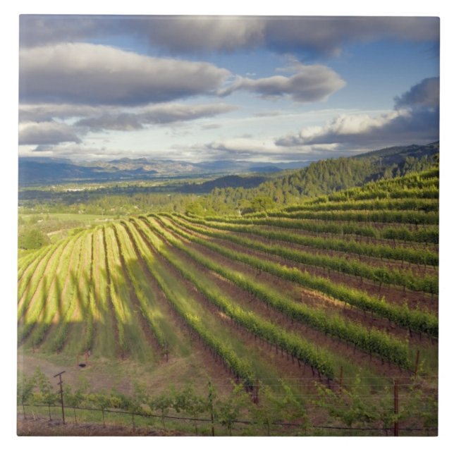 Carreau Vignoble. Vallée de Napa. Napa. Comté de Napa, (Devant)