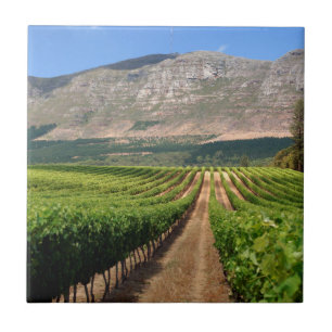 Carreau Vignobles De Groot Constantia