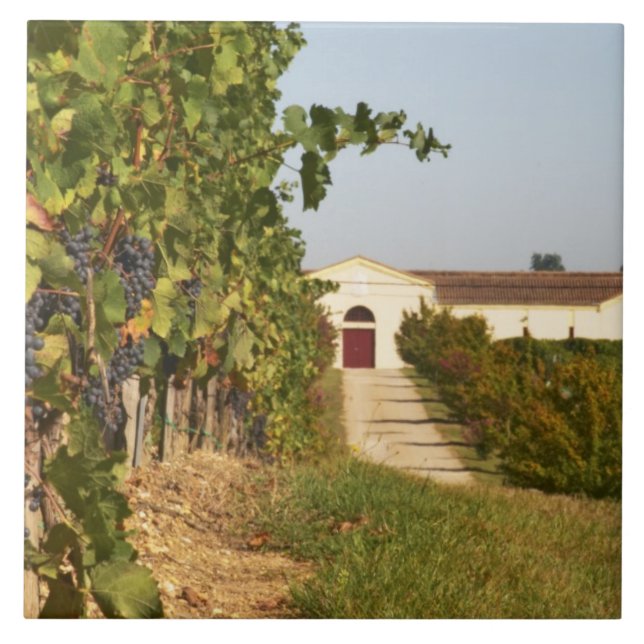 Carreau Vignobles, vignes de petit verdot et la cave dans (Devant)