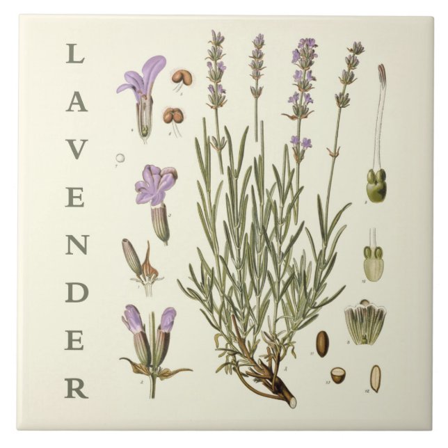 Carreau Vintage Art: Lavender Plant and Flowers Scientific (Devant)