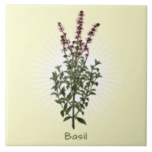 Carreau Vintage Basil Herb Botanique Art Carrelage en céra