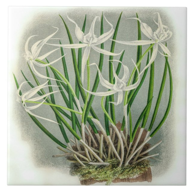 Carreau Vintage Brassavola Cuculatta Orchidée (Devant)