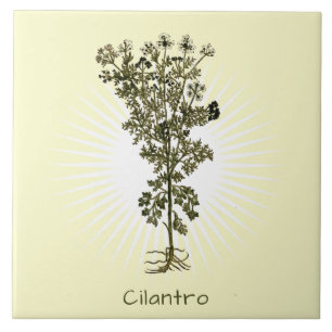 Carreau Vintage Cilantro Herb Botanique Art Carrelage en c