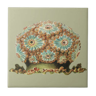 Carreau Vintage Ernst Haeckel Vie marine sarcelle orange