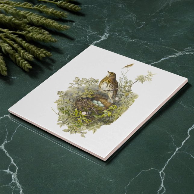 Carreau Vintage Grive Garde Ses Oeufs (Créateur téléchargé)