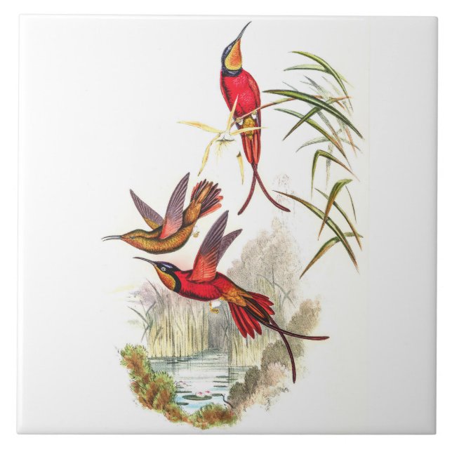 Carreau Vintage Hummingbirds by John Gould (Devant)