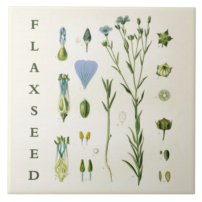 Carreau Vintage Kitchen Art: Flaxseed Linseed Flax Plant (Devant)