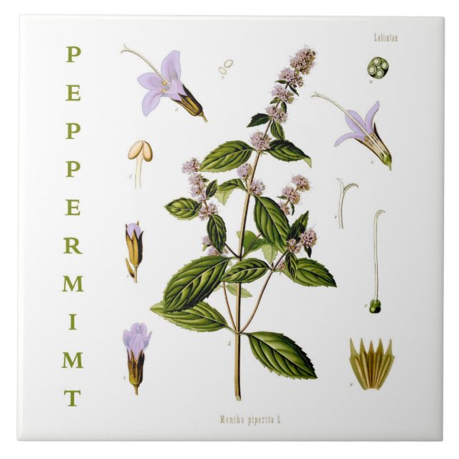 Carreau Vintage Kitchen: Peppermint mint plant flowers (Devant)