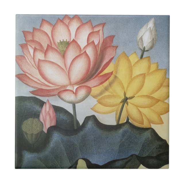 Carreau Vintage Lotus Flowers, The Sacred Egyptian Bean (Devant)
