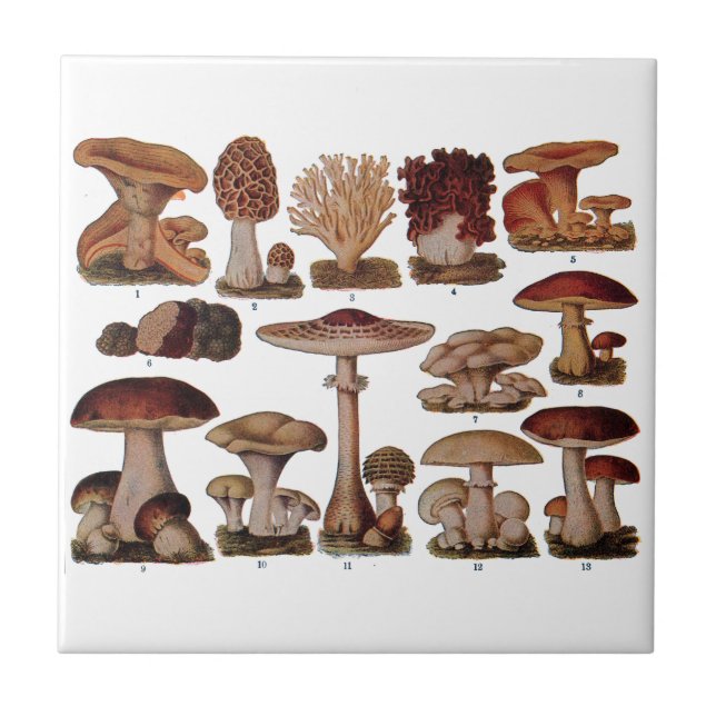 Carreau Vintage Mushroom Family Botanique Imprimer (Devant)
