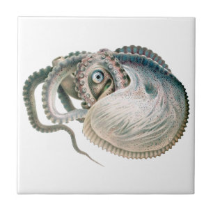 Carreau Vintage Octopus Argonaut, Marine Life Animaux