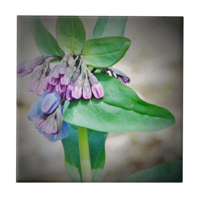 Carreau Virginina Bluebells (Devant)