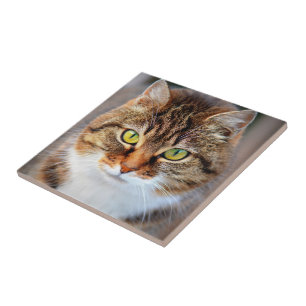 Carreau Visage de chat